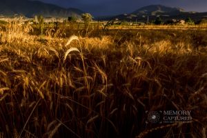 Wheat and the tares.jpg